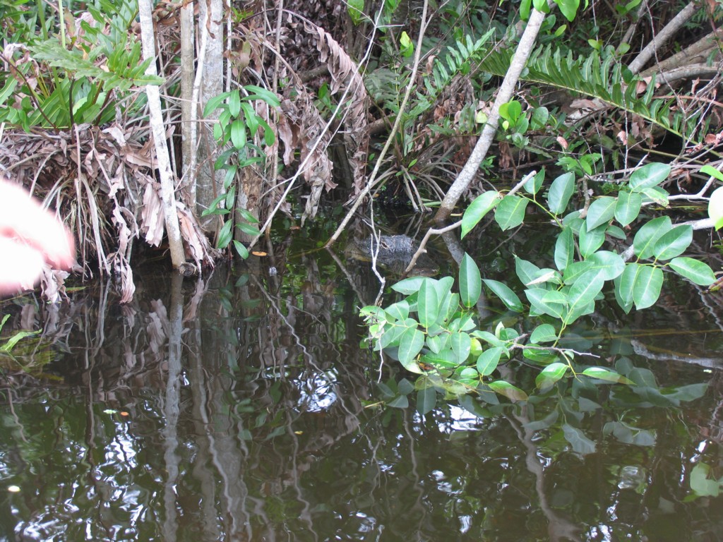 Homosassa Springs State Park.